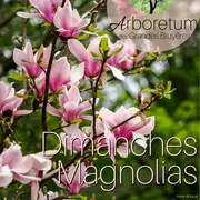 Dimanches Magnolias