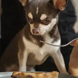 Dîner dog-friendly