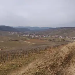 Découvrir la colline du Bollenberg 