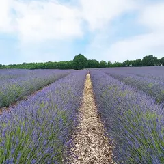 Distille ta lavande !