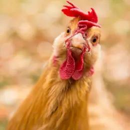 Distribution de poules pondeuses pour réduire les déchets à Colmar Agglomération 🐔