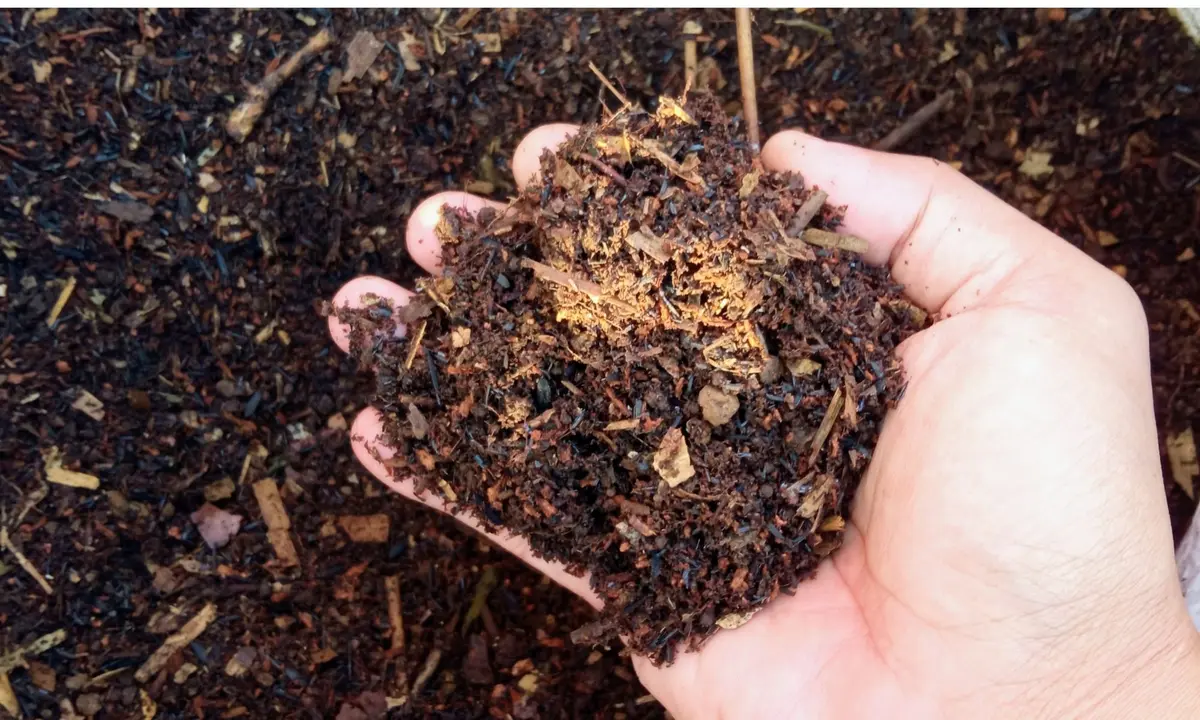 Distribution gratuite de compost à Colmar