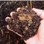 Distribution gratuite de compost à Colmar