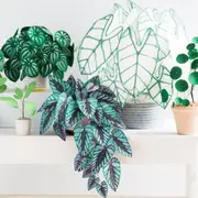 DIY Plantes Vertes