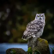 Documentaire : Le vivant qui se défend