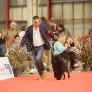 Dog Show - Limoges