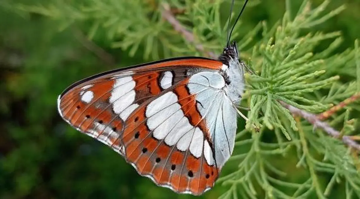 Domaine de Certes et Graveyron : Certes pour tout petits - Vole, vole papillon