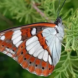 Domaine de Certes et Graveyron : Certes pour tout petits - Vole, vole papillon