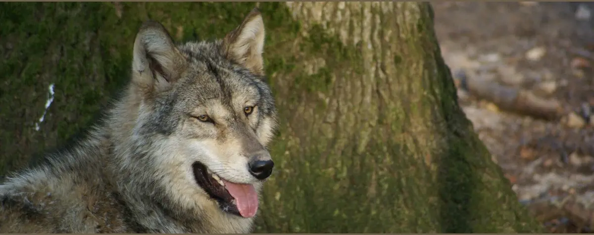 Domaine de Pescheray