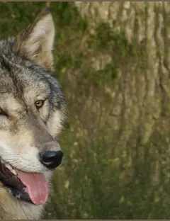 Domaine de Pescheray