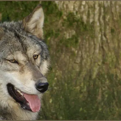 Domaine de Pescheray