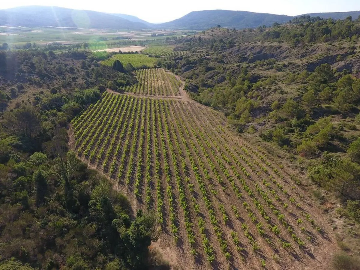 Domaine Vinéa Adrian - De Ferme En Ferme En Val De Dagne