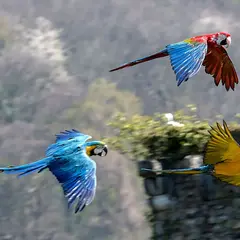 Donjon des Aigles