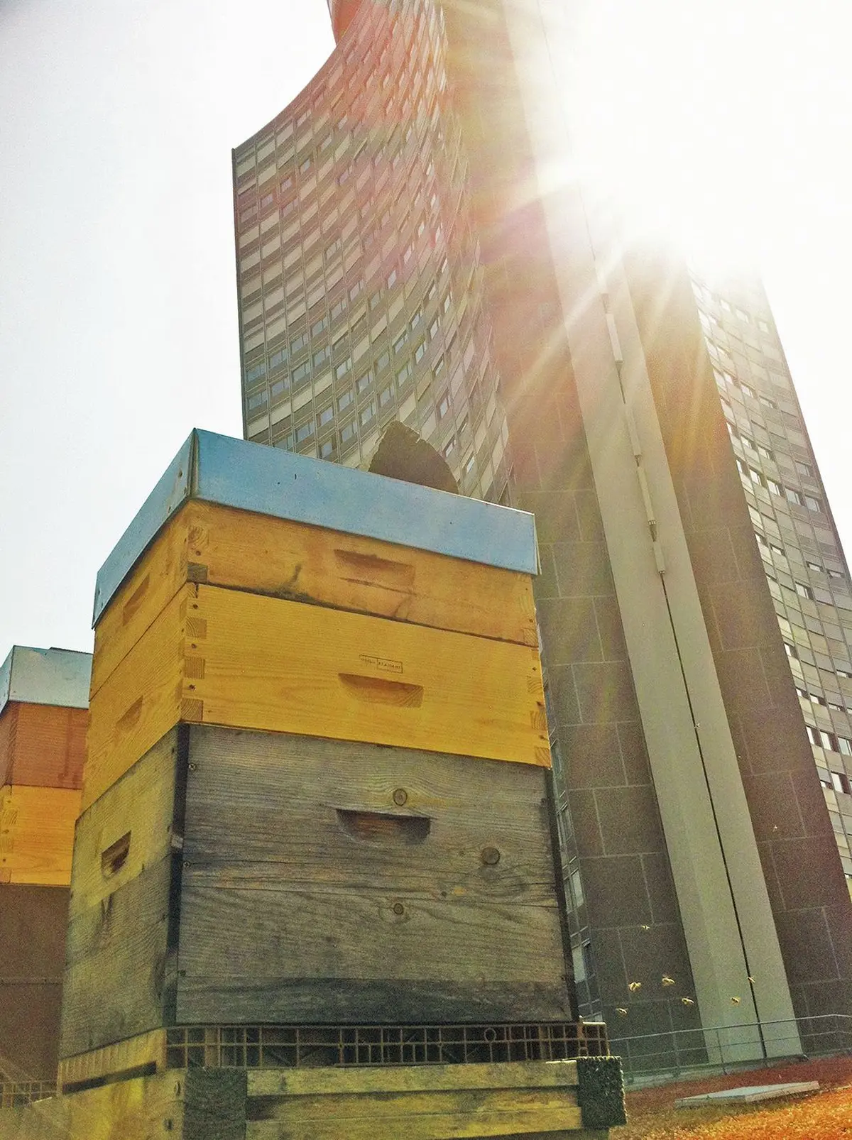 Du miel, oui... mais de Mulhouse ! Jean-Baptiste Turlot et ses miels urbains