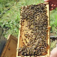 Du miel, oui... mais de Mulhouse ! Jean-Baptiste Turlot et ses miels urbains DR