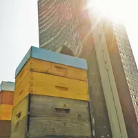 Du miel, oui... mais de Mulhouse ! Jean-Baptiste Turlot et ses miels urbains DR