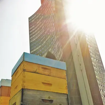 Du miel, oui... mais de Mulhouse ! Jean-Baptiste Turlot et ses miels urbains