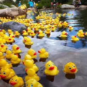 Duck Race, course de canards