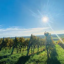 Visite authentique et dégustation au Domaine Vierling
