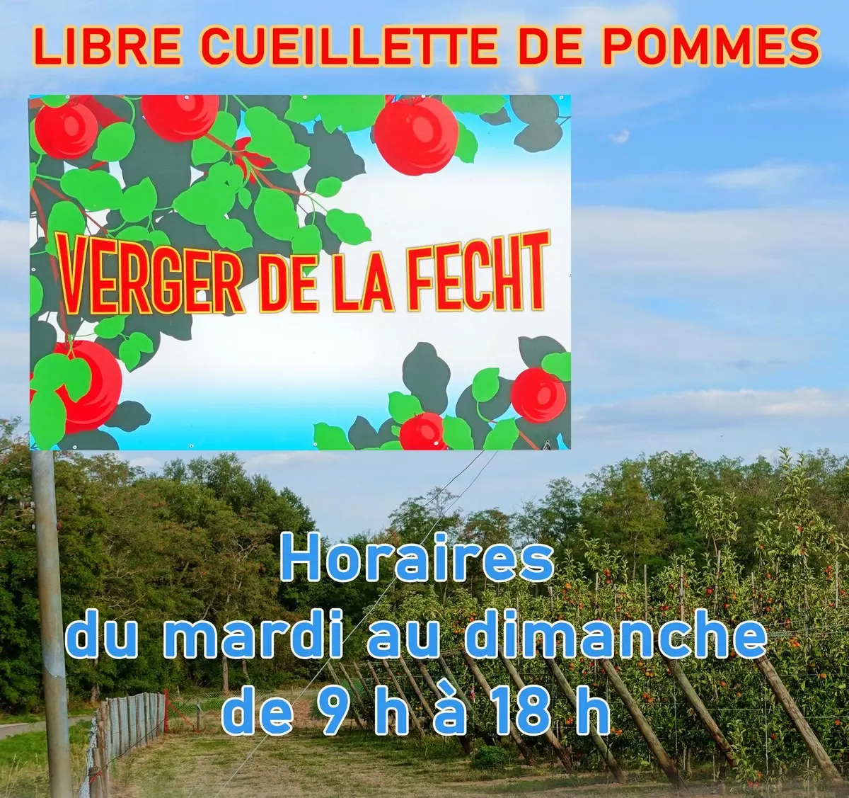 Libre cueillette de pommes à Ammerschwihr