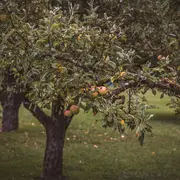 Early Bird Festival - 2ème édition - Visites insolites