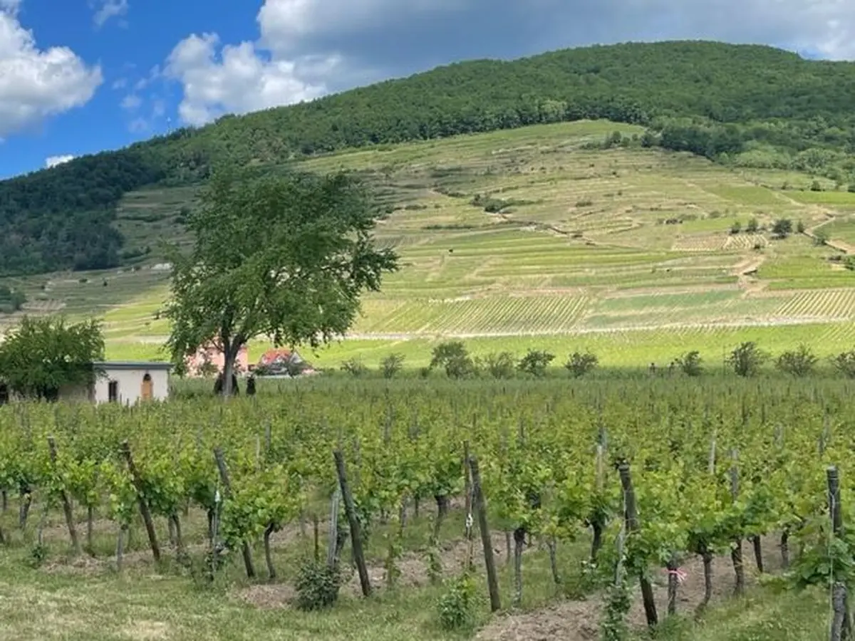 Soirée autour de l'Alsace et ses grands crus
