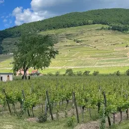 Soirée autour de l'Alsace et ses grands crus