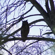 Éco-balade : à la découverte du Grand-duc