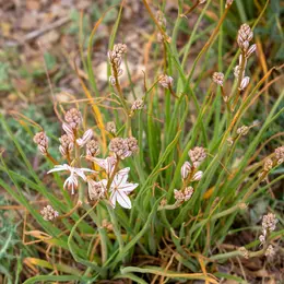 Éco-balade : Découverte de la faune et de la flore des anciens salins de Rassuen