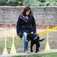 Un futur chien guide à l'entraînement DR