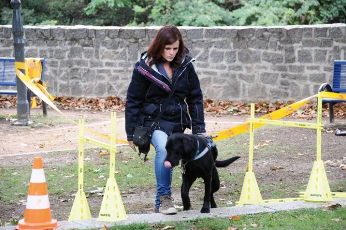Un futur chien guide à l'entraînement