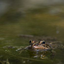 Ecologie des amphibiens au Jardin Sauvage Saint-Vincent