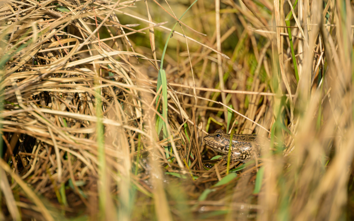 20 07 écologie amphibiens1_-__Grenouille_rieuse_Pelophylax_ridibundus_-_Frederic_Combeau