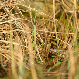 Ecologie des amphibiens au Jardin Sauvage Saint-Vincent