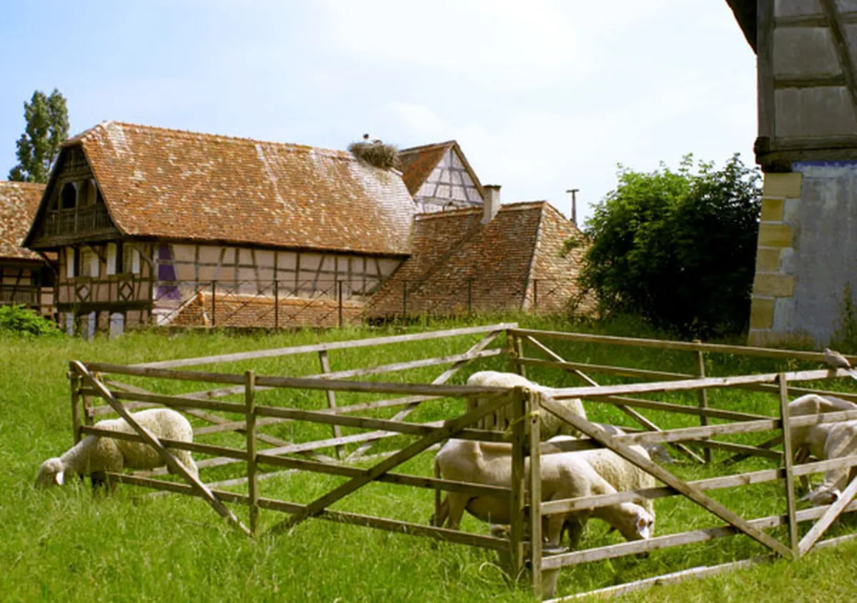 Les moutons de l'Ecomusée d'Alsace à Ungersheim