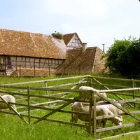 Les moutons de l'Ecomusée d'Alsace à Ungersheim &copy; jds