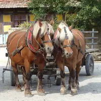 Écomusée d'Alsace : toute l'Alsace en un musée DR