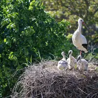 Les cigognes s'installent sur les maisons de l'Écomusée &copy; Marc Solari