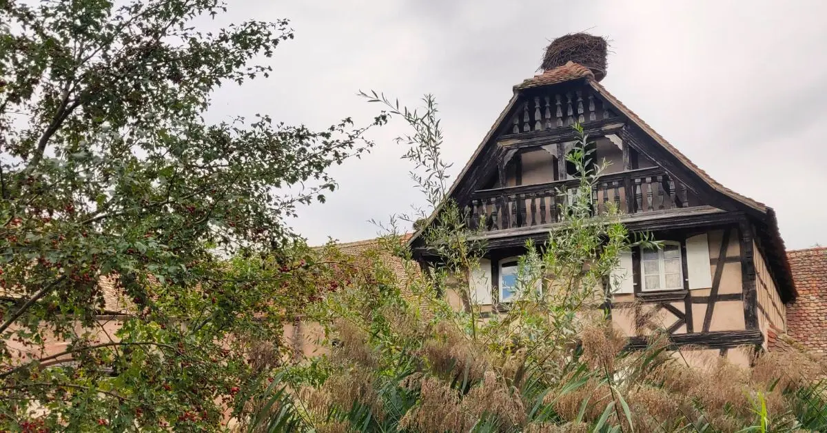 Une maison &agrave; colombage &agrave; l'&eacute;comus&eacute;e d'Alsace
