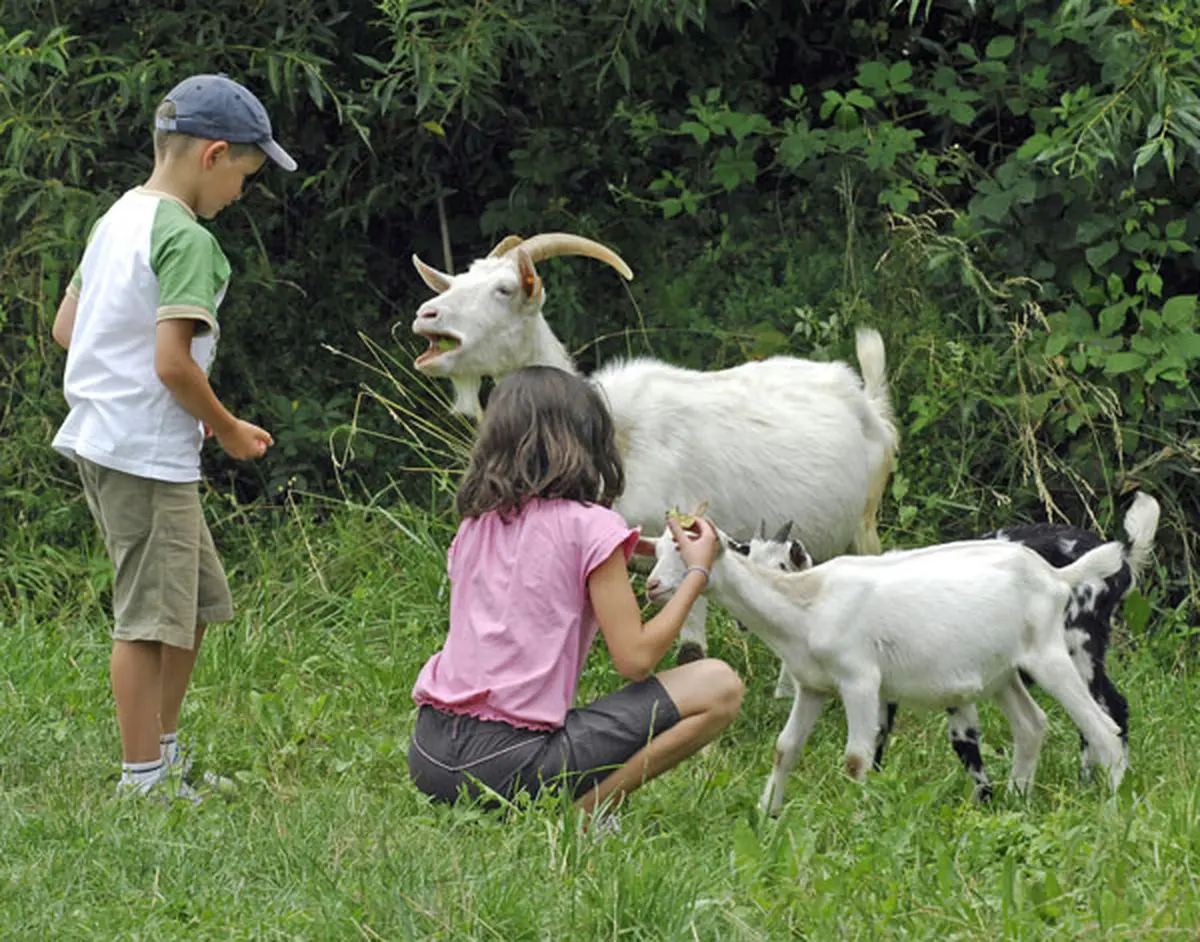 Le plaisir de caresser les animaux de la ferme