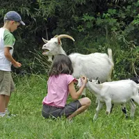 Le plaisir de caresser les animaux de la ferme DR