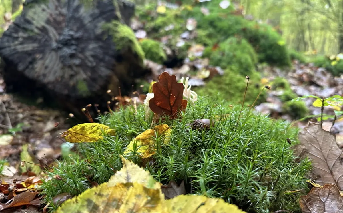 Ecorando à Abondant