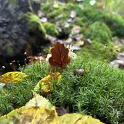 Ecorando à Abondant