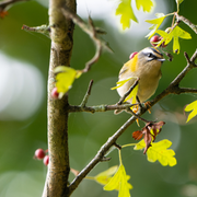 Ecorces et bourgeons avec la LPO