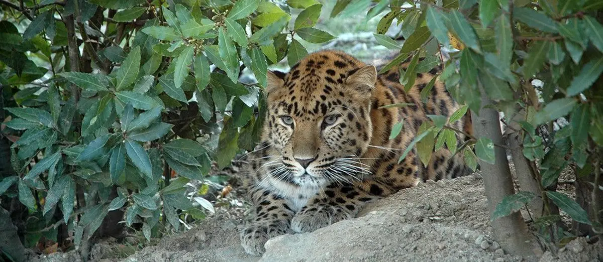 EcoZonia - Terres de Prédateurs