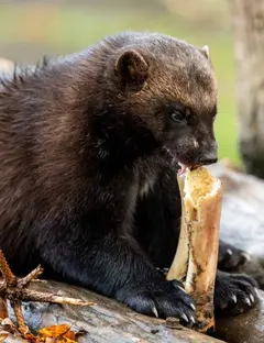 EcoZonia - Terres de Prédateurs