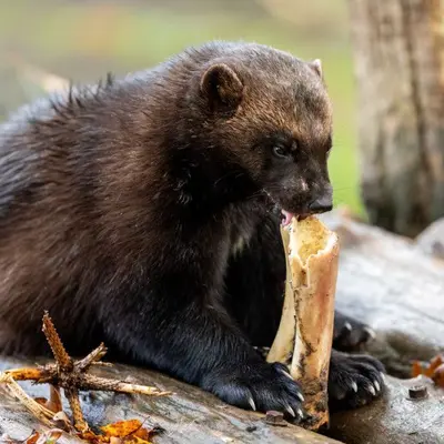 EcoZonia - Terres de Prédateurs