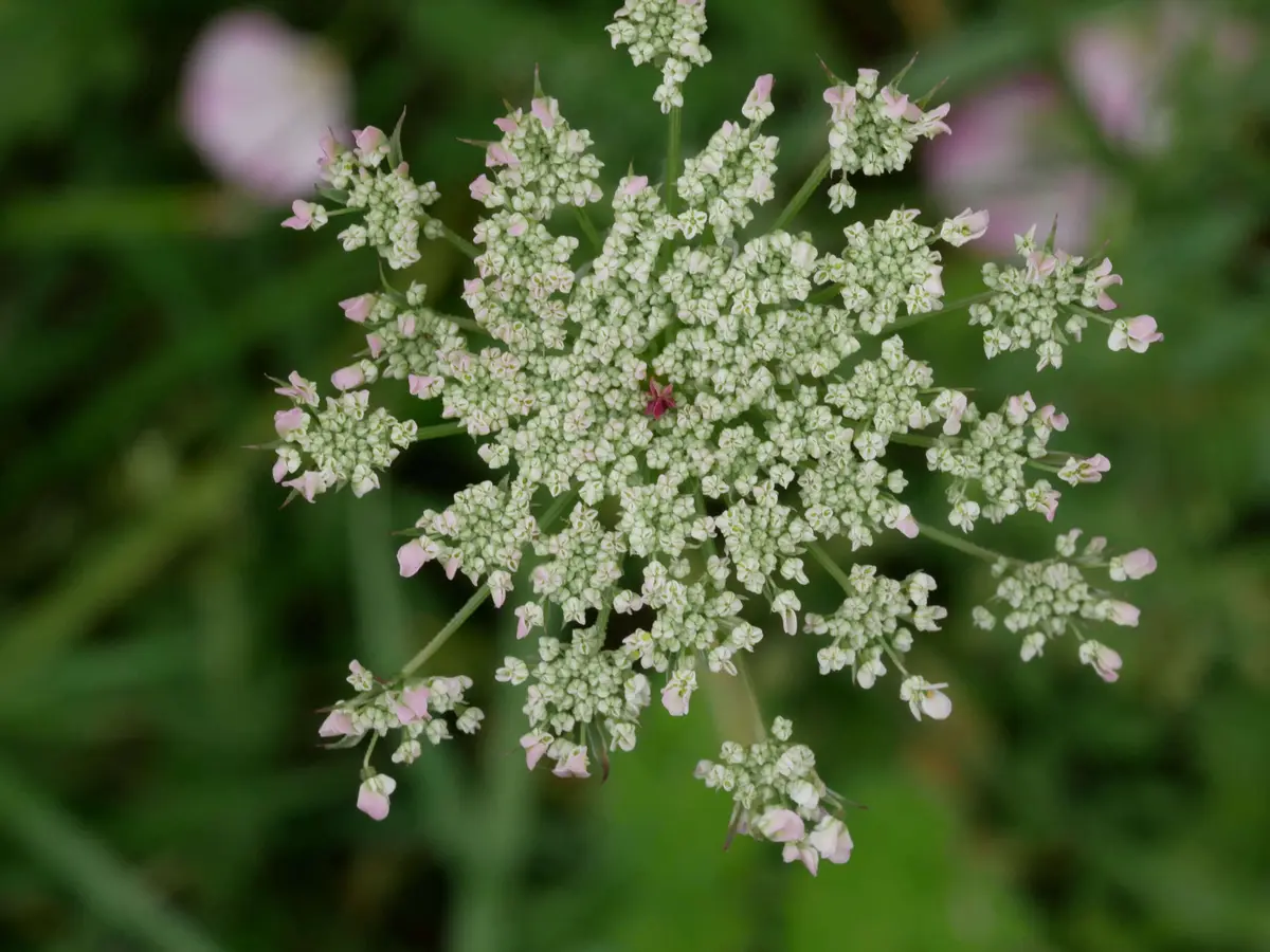Ecrire les sens au jardin : le goût