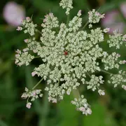 Ecrire les sens au jardin : le goût