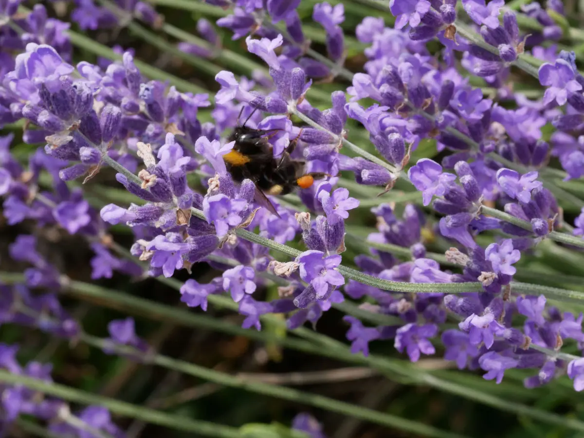 Écrire les sens au jardin : le toucher